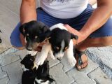 Erkek Dişi 2 Aylık Jack Russell Yavrularımız