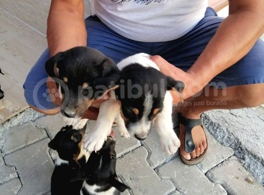 Erkek Dişi 2 Aylık Jack Russell Yavrularımız