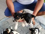 Erkek Dişi 2 Aylık Jack Russell Yavrularımız