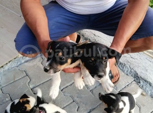 Erkek Dişi 2 Aylık Jack Russell Yavrularımız görsel