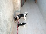 Erkek Dişi 2 Aylık Jack Russell Yavrularımız