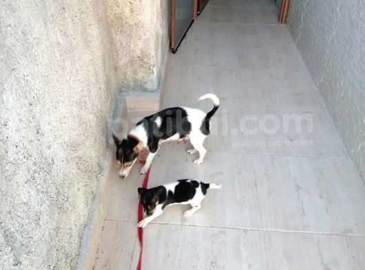 Erkek Dişi 2 Aylık Jack Russell Yavrularımız görsel