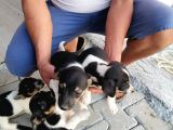 Erkek Dişi 2 Aylık Jack Russell Yavrularımız