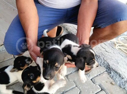 Erkek Dişi 2 Aylık Jack Russell Yavrularımız görsel