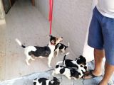 Erkek Dişi 2 Aylık Jack Russell Yavrularımız