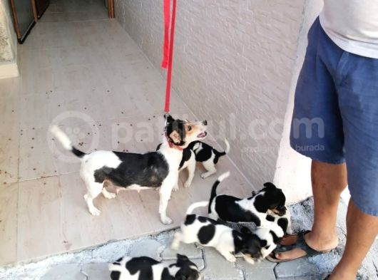Erkek Dişi 2 Aylık Jack Russell Yavrularımız görsel