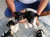 Erkek Dişi 2 Aylık Jack Russell Yavrularımız