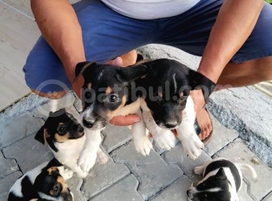 Erkek Dişi 2 Aylık Jack Russell Yavrularımız görsel