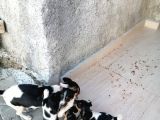 Erkek Dişi 2 Aylık Jack Russell Yavrularımız