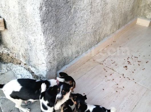 Erkek Dişi 2 Aylık Jack Russell Yavrularımız görsel