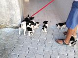 Erkek Dişi 2 Aylık Jack Russell Yavrularımız