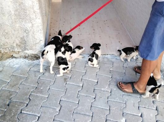 Erkek Dişi 2 Aylık Jack Russell Yavrularımız görsel