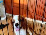 Cavalier King Charles Yavrumuzu Sahi̇plendi̇ri̇yoruz