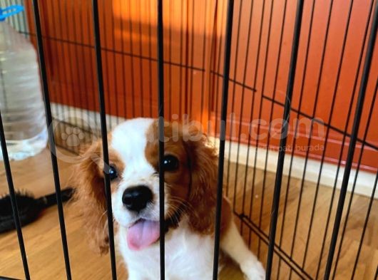 Cavalier King Charles Yavrumuzu Sahi̇plendi̇ri̇yoruz