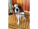 Cavalier King Charles Yavrumuzu Sahi̇plendi̇ri̇yoruz