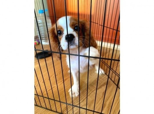 Cavalier King Charles Yavrumuzu Sahi̇plendi̇ri̇yoruz görsel