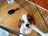 Cavalier King Charles Yavrumuzu Sahi̇plendi̇ri̇yoruz