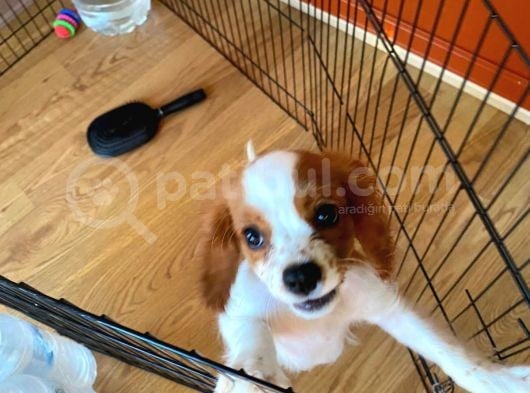 Cavalier King Charles Yavrumuzu Sahi̇plendi̇ri̇yoruz görsel
