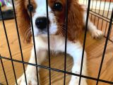 Cavalier King Charles Yavrumuzu Sahi̇plendi̇ri̇yoruz