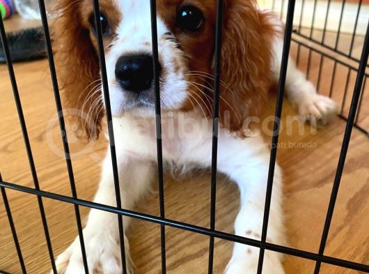 Cavalier King Charles Yavrumuzu Sahi̇plendi̇ri̇yoruz görsel