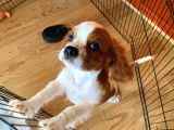Cavalier King Charles Yavrumuzu Sahi̇plendi̇ri̇yoruz