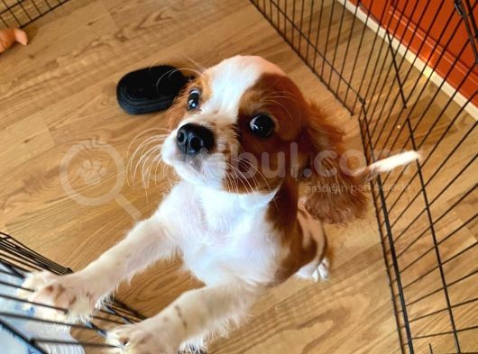 Cavalier King Charles Yavrumuzu Sahi̇plendi̇ri̇yoruz görsel