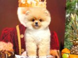 Aa Kalite Safkan  Pomeranian Oğlumuz