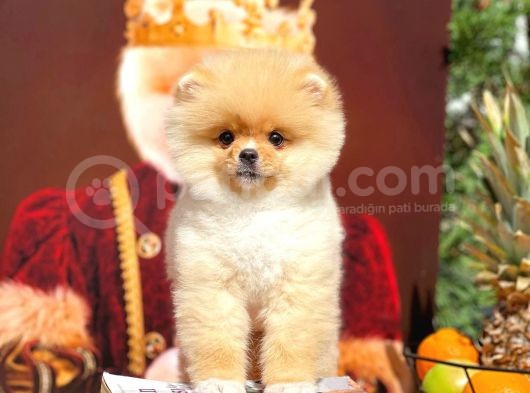Aa Kalite Safkan  Pomeranian Oğlumuz görsel