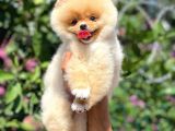 AA Kalite Safkan  Pomeranian Oğlumuz