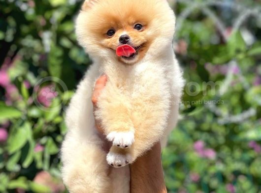 Aa Kalite Safkan  Pomeranian Oğlumuz