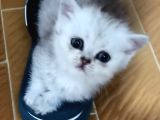 Si̇lver Golden Bluepoi̇nt Lynx Yavrular Bri̇ti̇sh Schotti̇sh