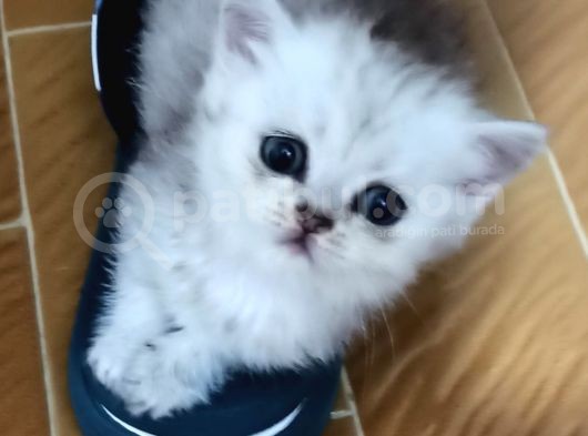 Si̇lver Golden Bluepoi̇nt Lynx Yavrular Bri̇ti̇sh Schotti̇sh görsel