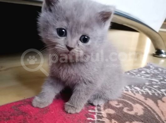 Brtish Yavru 2 Aylık görsel