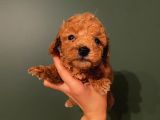 Ev Ortaminda Red Brown Poodle Yavrular