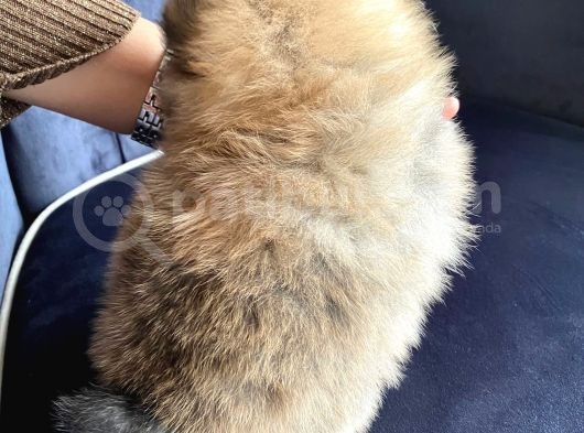 Ayı Surat Kalın Bacak Kısa Kulak Pomerian görsel