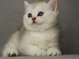 Si̇lver Golden Bluepoi̇nt Lynx Yavrular Bri̇ti̇sh Schotti̇sh