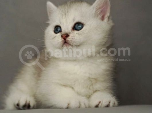 Si̇lver Golden Bluepoi̇nt Lynx Yavrular Bri̇ti̇sh Schotti̇sh