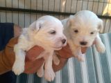 Sifir Numara Mükemmel Maltese Bebekler