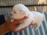 Sifir Numara Mükemmel Maltese Bebekler