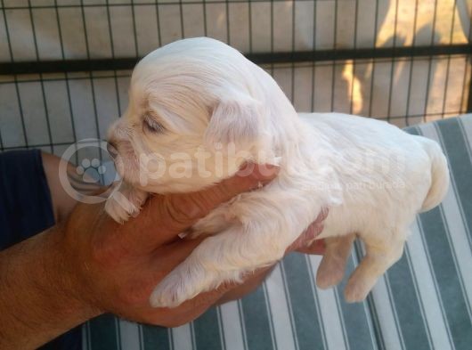 Sifir Numara Mükemmel Maltese Bebekler görsel