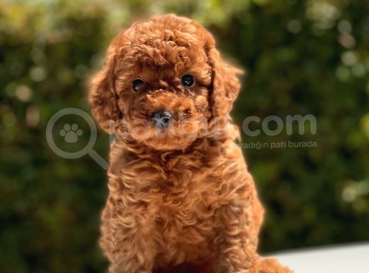 Safkan Toy Poodle Yavruları