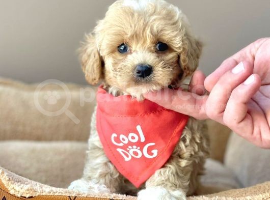 Anne Baba Orjinal Maltipoo Bebekler