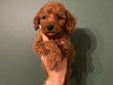 Ev Ortaminda Red Brown Poodle Yavrular