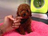 Safkan Toy Poodle Yavrularımız