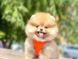 Teddy Face Pomeranian Boo Yavrularimiz