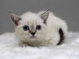 Si̇lver Golden Bluepoi̇nt Lynx Yavrular Bri̇ti̇sh Schotti̇sh
