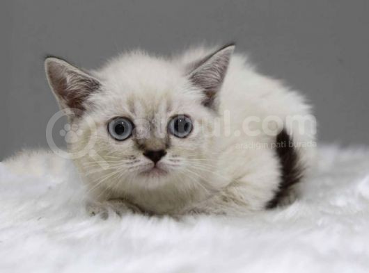 Si̇lver Golden Bluepoi̇nt Lynx Yavrular Bri̇ti̇sh Schotti̇sh görsel
