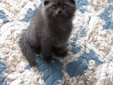 Kedi Sahiplendirme