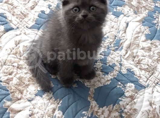 Kedi Sahiplendirme