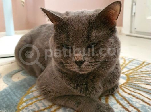 8 Aylık Safkan Erkek British Shorthair